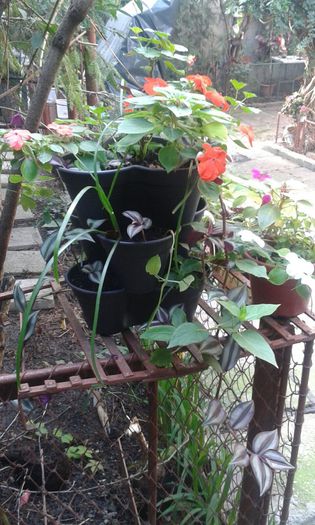 IMG-20150930-WA0020 - IMPATIENS