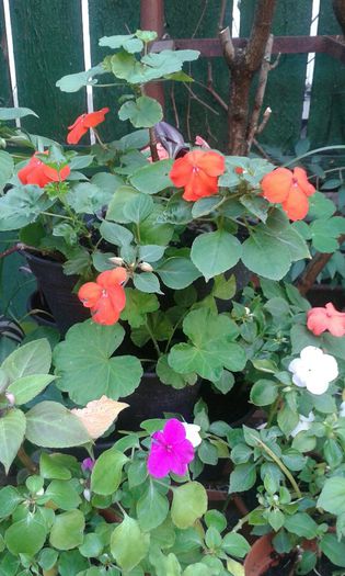 IMG-20150930-WA0019 - IMPATIENS