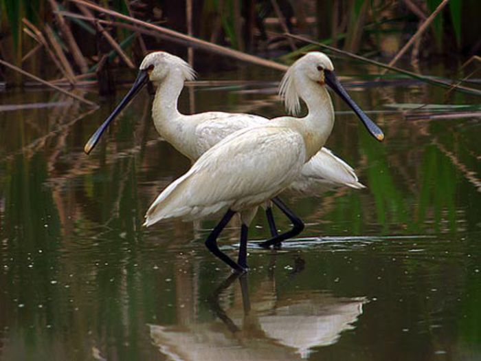 lopatar-platalea-leucorodia - Pasari in lume