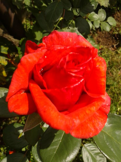 Fotografie0041 - AAAAA_R_TRANDAFIRI 2015_2017