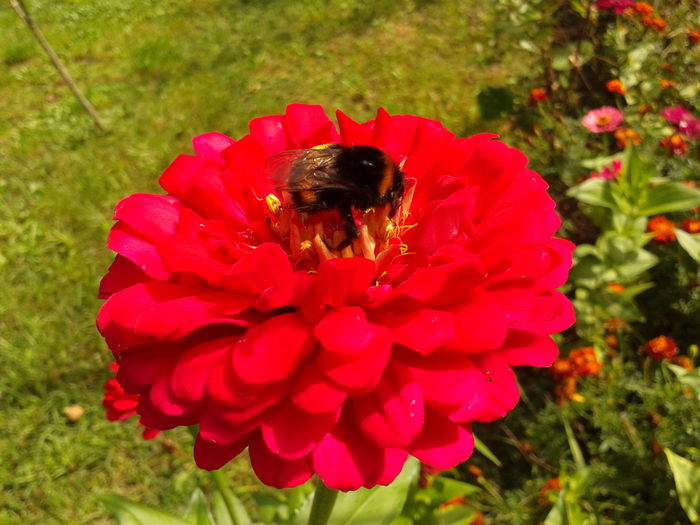 Fotografie0013 - AAAA__CARCIUMARESE 2015_2017_2018_2019