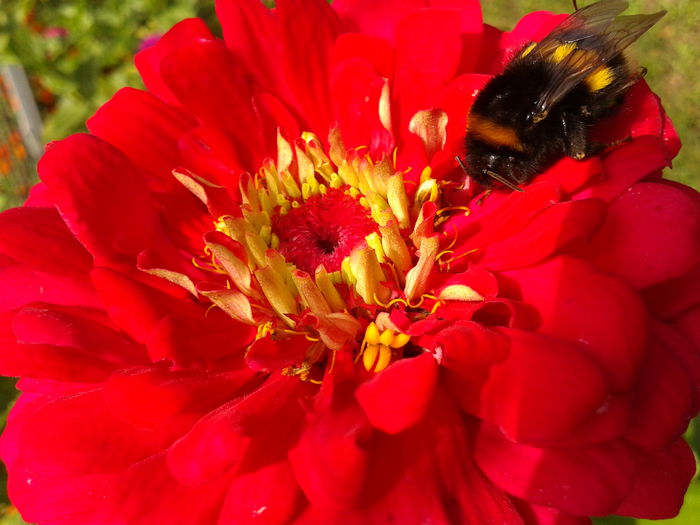 Fotografie0019 - AAAA__CARCIUMARESE 2015_2017_2018_2019