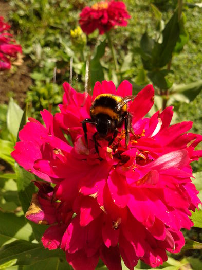 Fotografie0024 - AAAA__CARCIUMARESE 2015_2017_2018_2019