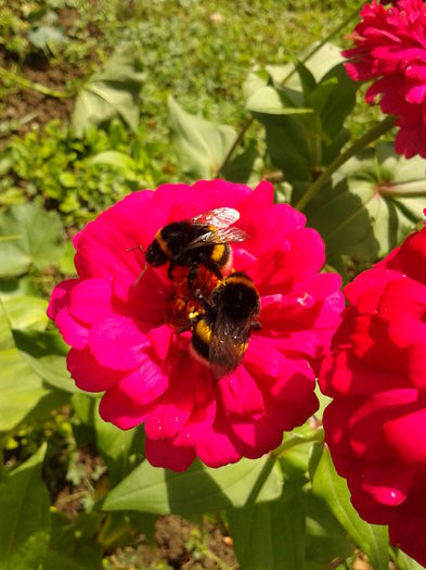 Fotografie0025 - AAAA__CARCIUMARESE 2015_2017_2018_2019