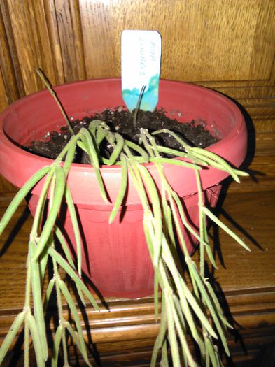 IMG_20150930_025743 - m Hoya Linearis