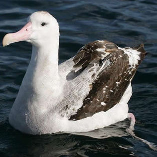 Albatros