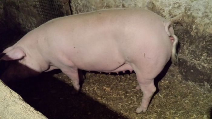 aproximativ 200 kg - purceaua 2015 hibrid Landrace si Pietrain