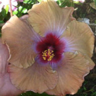 MOOREA BIG BROWN - HIBISCUS ROUMANIAN DREAMBOAT