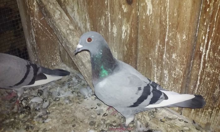 20150930_185637 - porumbei 2015