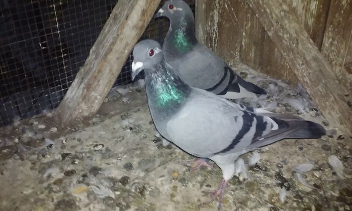 M-2015 - porumbei 2015