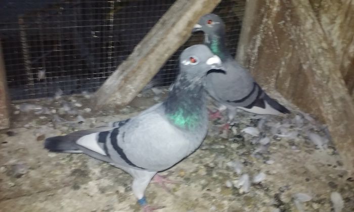 M-2015 - porumbei 2015