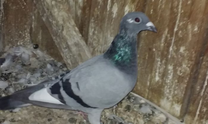 20150930_191452 - porumbei 2015