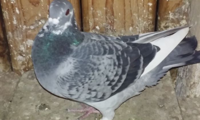 Femela 2015 - porumbei 2015