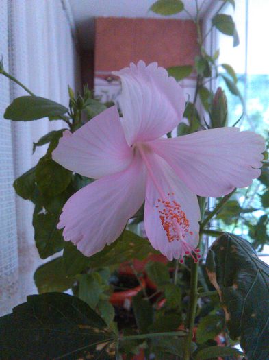 IMG_20150930_103746 - Dainty Pink