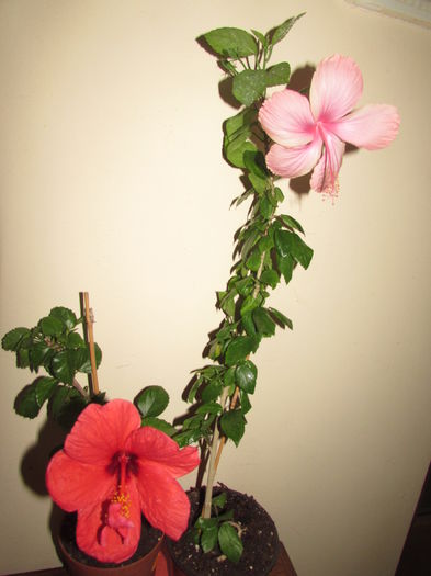 010 - Hibiscusi 2015 1