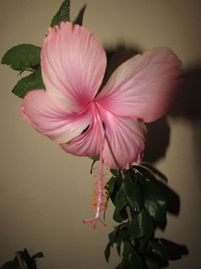 015 - Hibiscusi 2015 1