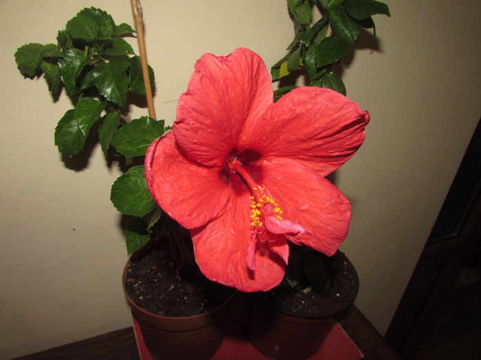 012 - Hibiscusi 2015 1