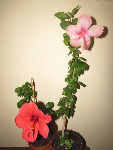 024 - Hibiscusi 2015 1