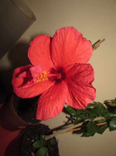 013 - Hibiscusi 2015 1