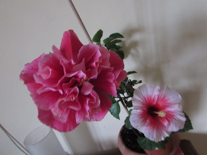 040 - Hibiscusi 2015 1