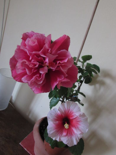 042 - Hibiscusi 2015 1