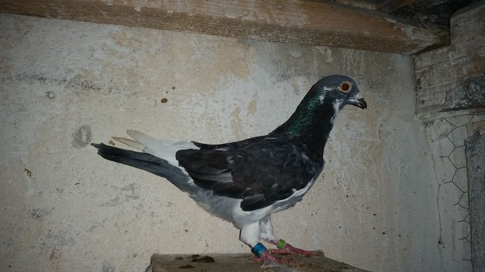 Pl13M - 50 lei - vandut-CALEN D.Bz