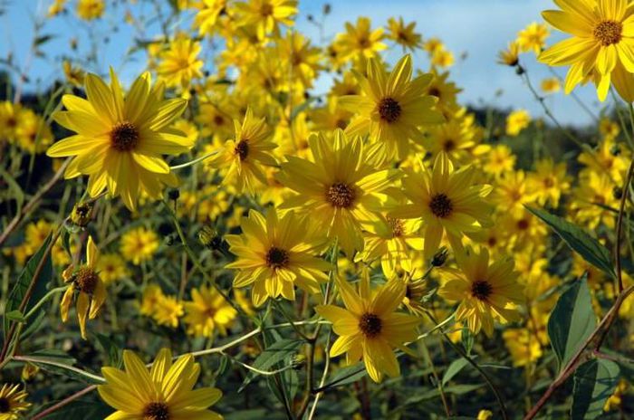 napi 2 - Vand NAPI proaspeti TOPINAMBUR Helianthus tuberosus - 5 lei kg