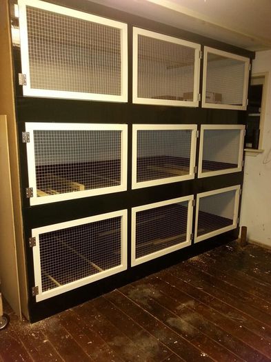 Custi Gerwin - crescator urias albastru