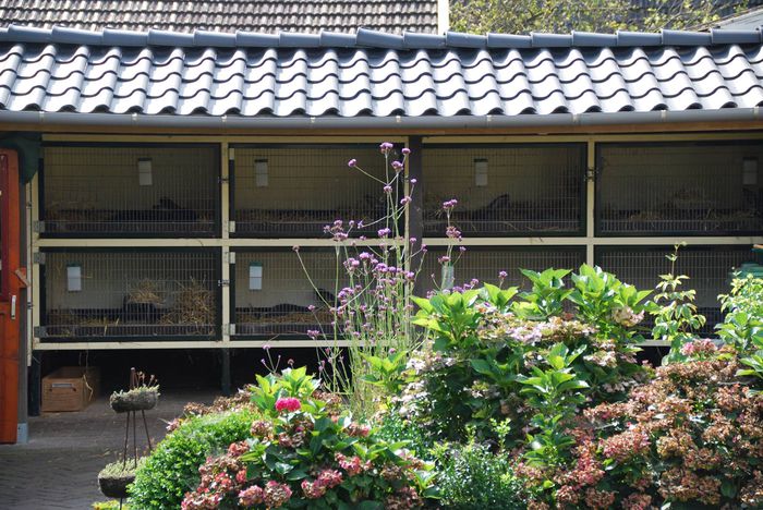 Custi Gerwin 2 - crescator urias albastru