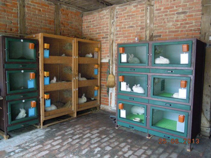 Jungtiere_2013_Juni_039