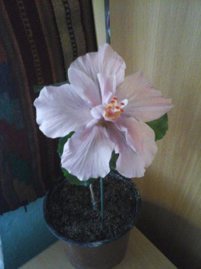 Blue Diamond; prima floare
