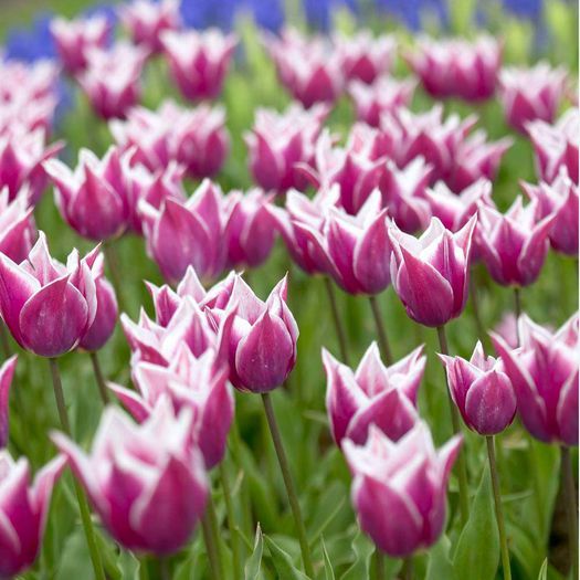 Tulip Claudia - Bulbs