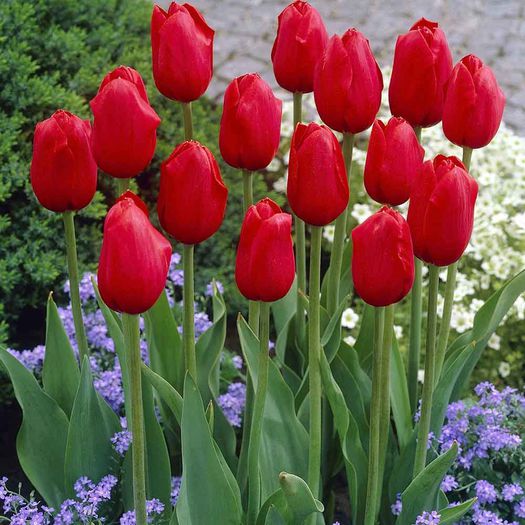 Tulip Kingsblood - Bulbs