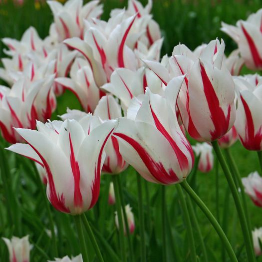 Tulip Marilyn - Bulbs