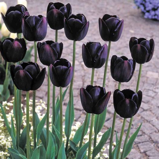 Tulip Queen of Night - Bulbs