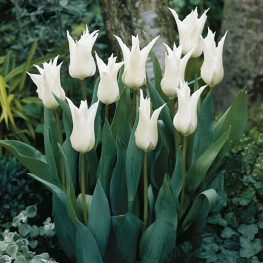 Tulip Tres Chic - Bulbs