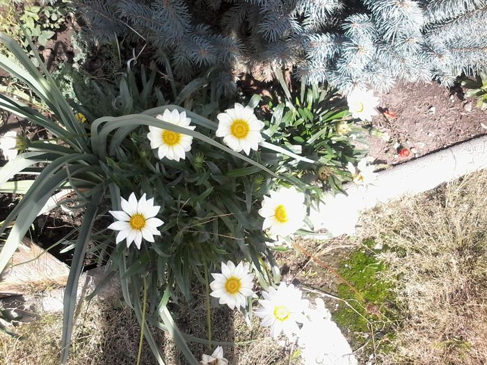 20151001_140957 - Gazania