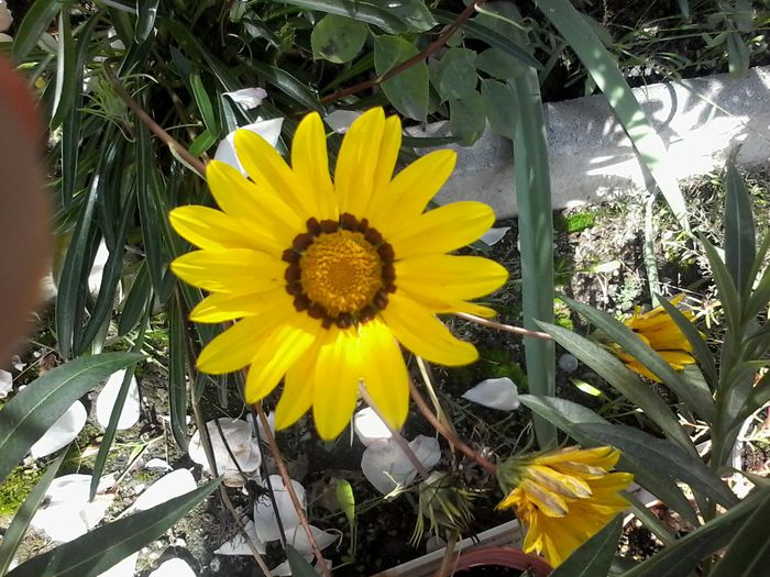 20151001_141012 - Gazania