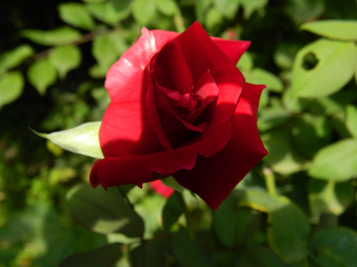 DSCN8863 - 2015_SEPTEMBRIE_4