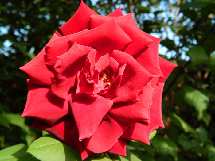 DSCN8865 - 2015_SEPTEMBRIE_4