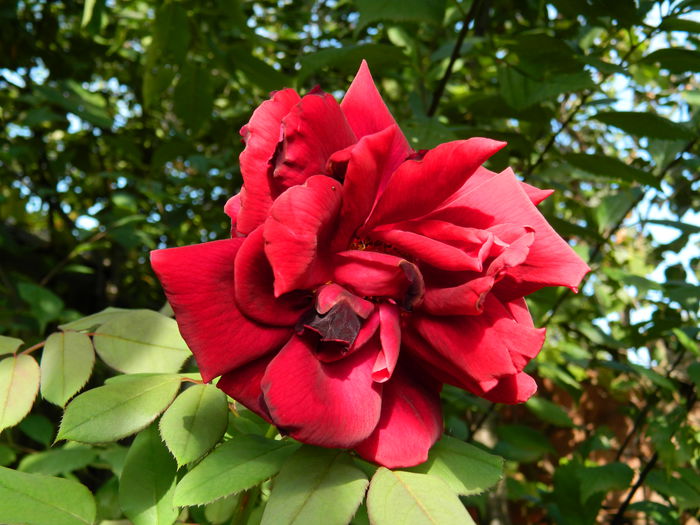 DSCN8866 - 2015_SEPTEMBRIE_4