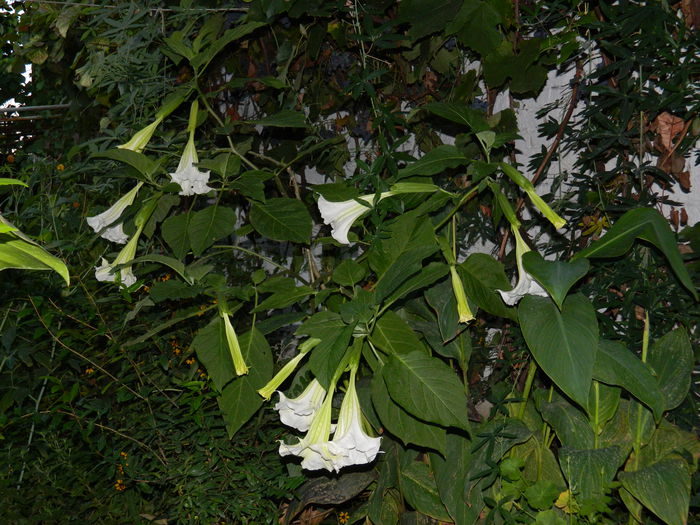 DSCN8920