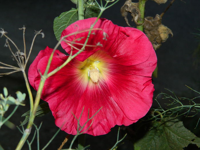 DSCN8924