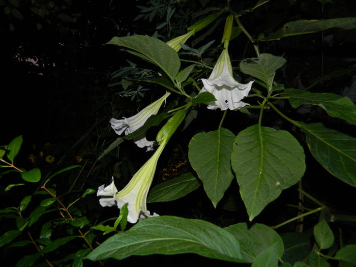 DSCN9029