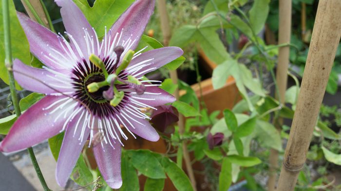 20151001_142323; Passiflora Victoria
