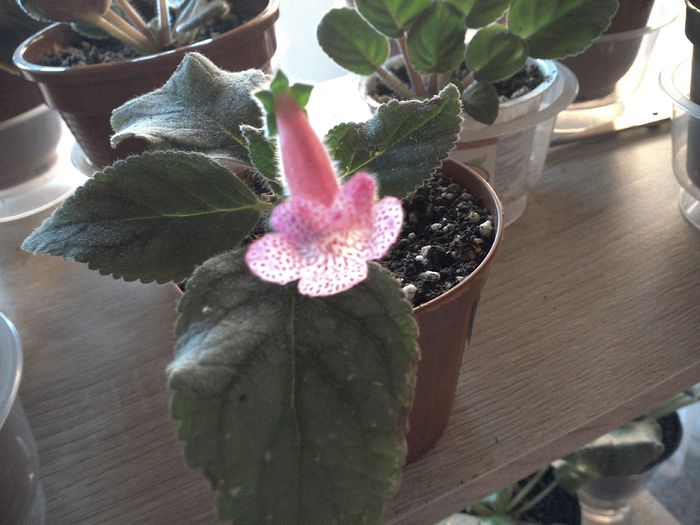 WIN_20151001_080927 - g_kohleria