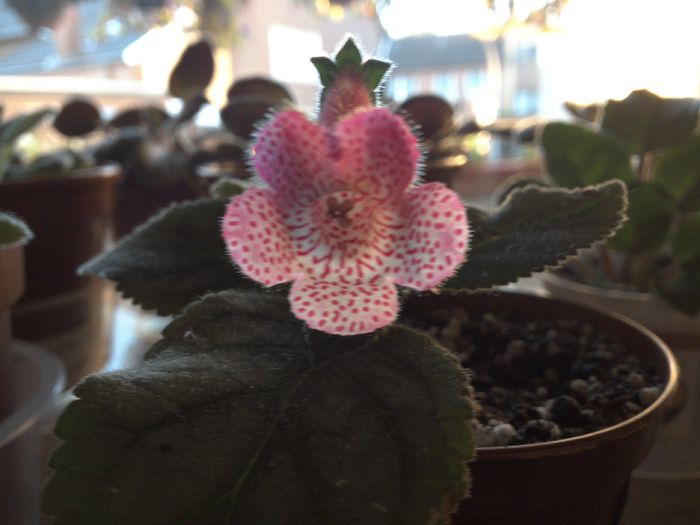 WIN_20151001_081008 - g_kohleria
