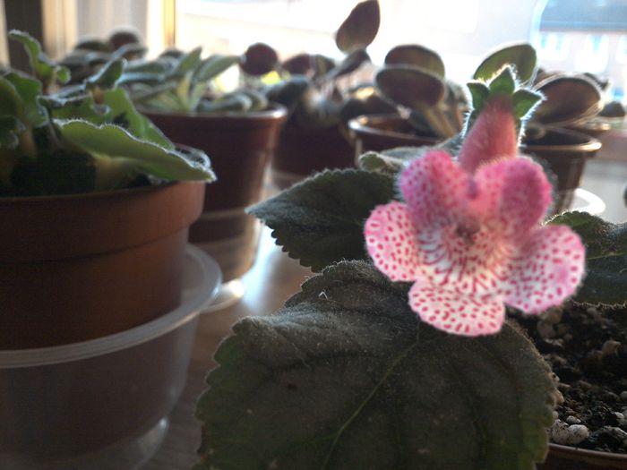 WIN_20151001_081029 - g_kohleria