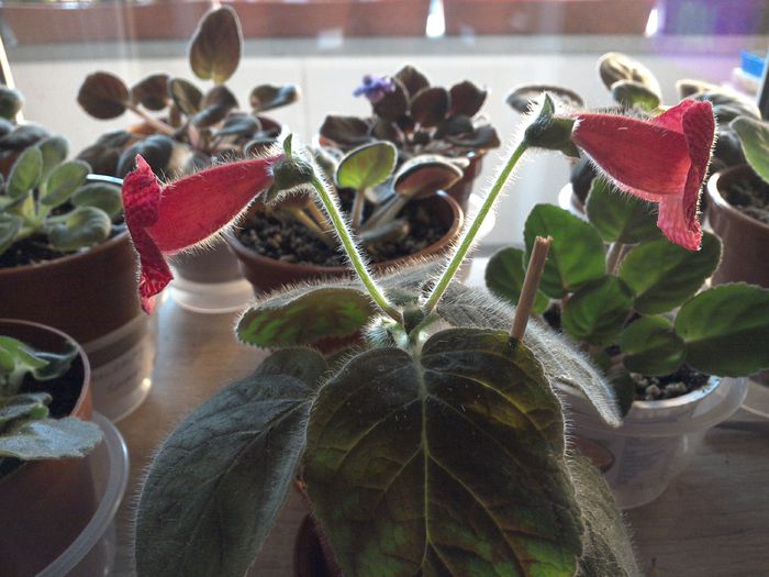 WIN_20151001_081109 - g_kohleria