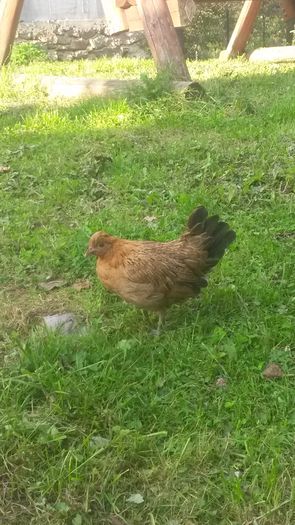 O gainusa 2015,hibrid de matase japoneza